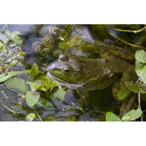 Bullfrog Print print