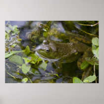 Bullfrog Print