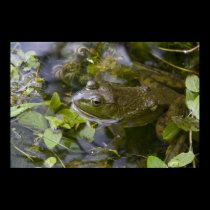 Bullfrog Print posters