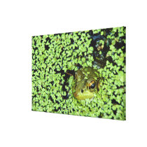 Bullfrog (Pyxicephalus adspersus) in duckweed Stretched Canvas Print