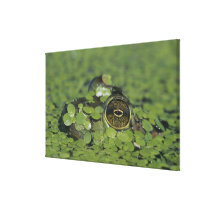 Bullfrog, Rana catesbeiana, adult in duckweed
