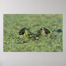 Bullfrog, Rana catesbeiana, adult in duckweed Print