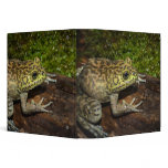 Bullfrog, Rana catesbeiana binders