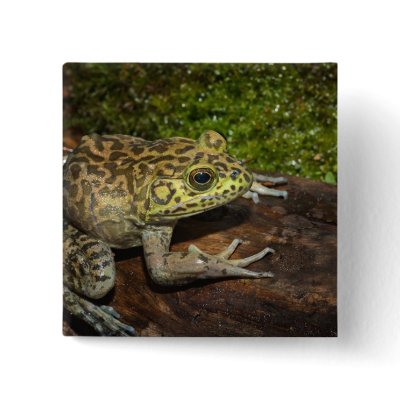 Bullfrog, Rana catesbeiana Pinback Buttons by danitadelimont