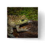 Bullfrog, Rana catesbeiana buttons