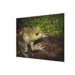 Bullfrog, Rana catesbeiana Stretched Canvas Prints
