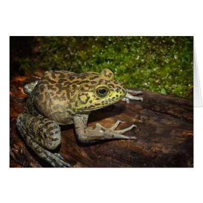 Bullfrog, Rana catesbeiana Card by danitadelimont