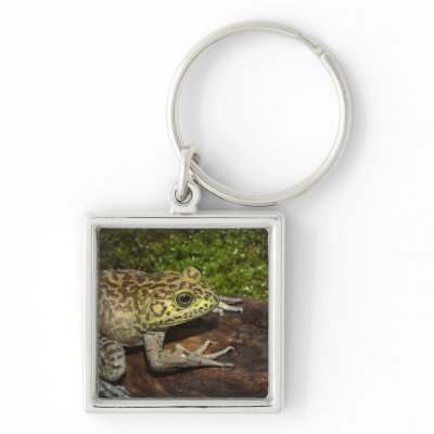 Bullfrog, Rana catesbeiana Key Chains by danitadelimont