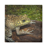 Bullfrog, Rana catesbeiana Refrigerator Magnet