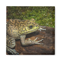 Bullfrog, Rana catesbeiana Refrigerator Magnet