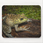 Bullfrog, Rana catesbeiana Mousepads