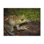 Bullfrog, Rana catesbeiana Postcards