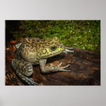 Bullfrog, Rana catesbeiana posters