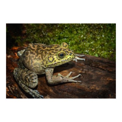 Bullfrog, Rana catesbeiana by danitadelimont