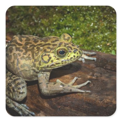 Bullfrog, Rana catesbeiana Square Sticker by danitadelimont