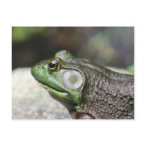 Bullfrog Thoughts Nature Photo Postcard by SmilinEyesTreasures Bullfrog Thoughts Nature Photo Postcard