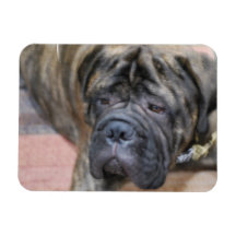 Bullmastiff Flexible Magnet