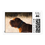 Bullmastiff Stamps Bullmastiff Stamps