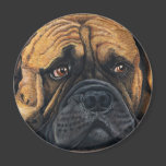 Bullmastiff Waiting - Dog Breed Art Fridge Magnets