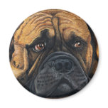 Bullmastiff Waiting - Dog Breed Art Fridge Magnets