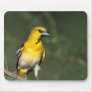 Bullock's Oriole Mouse Pads