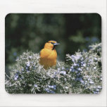 Bullock's oriole mousepads