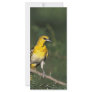 Bullock's Oriole Rack Card Design