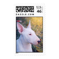 BullTerrier Postage Stamps