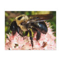 Bumble Bee 93 ~ postcard