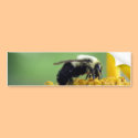 BUMBLE BEE bumper stickers