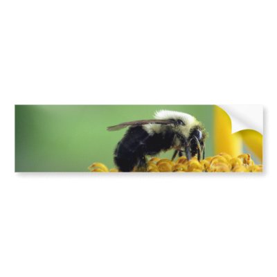 BUMBLE BEE BUMPER STICKERS by OLANartist