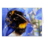Bumble Bee Cards