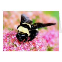 Bumble Bee Card