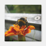 Bumble Bee Collecting Honey Magnets