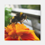 Bumble Bee Collecting Honey Refrigerator Magnets