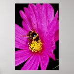Bumble bee gathering pollen from pink flower  flow poster