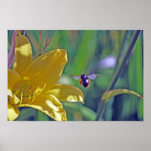 Bumble Bee in Flight Posters