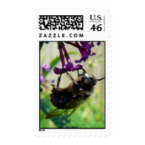Bumble Bee Macro postage by racham Bumble Bee Macro postage