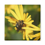 Bumble Bee magnets