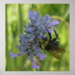 Bumble Bee Oil Painting Print