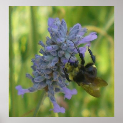 Bee Oil