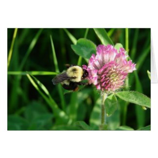 Bumble Bee on Clover card