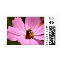 Bumble Bee on Cosmos postage by NastySharkDesigns Bumble Bee on Cosmos postage
