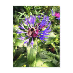 Bumble Bee on Knapweed Flower Postcard Bumble Bee on Knapweed Flower Postcard