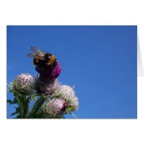 Bumble bee on thistle cards