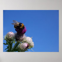 Bumble bee on thistle print posters