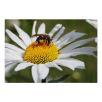 Bumble Bee Pollinating Daisy Print Photo Art