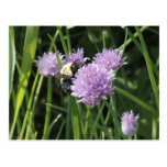 Bumble Bee Post Card