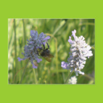 Bumble Bee Postcard postcards