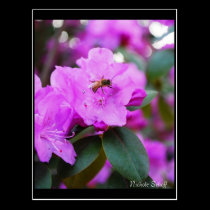 Bumble Bee Postcard postcards